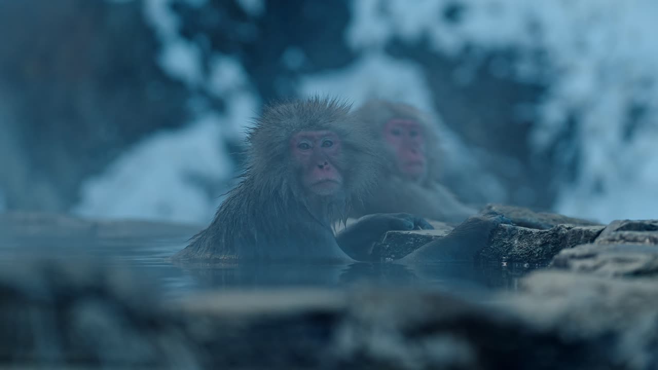 A group of Japanese snow monkeys relaxes in the warm volcanic waters of an onsen, surrounded by a beautiful snowy landscape in Jigokudani, Japan.