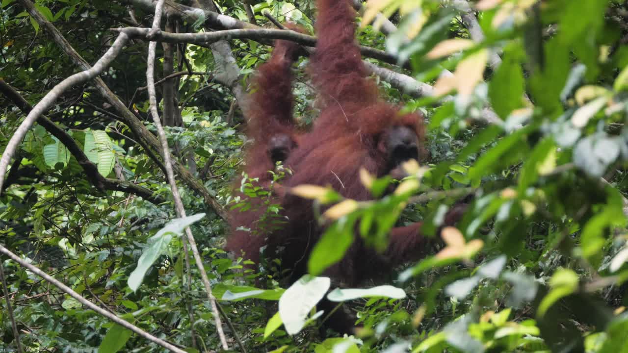 Mamma orango selvatico e il suo cucciolo appesi a un albero a Bukit Lawang, Sumatra, Indonesia.