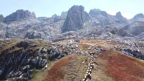 flock of sheep walks uphill the mountains in prokletije national park, montenegro - aerial