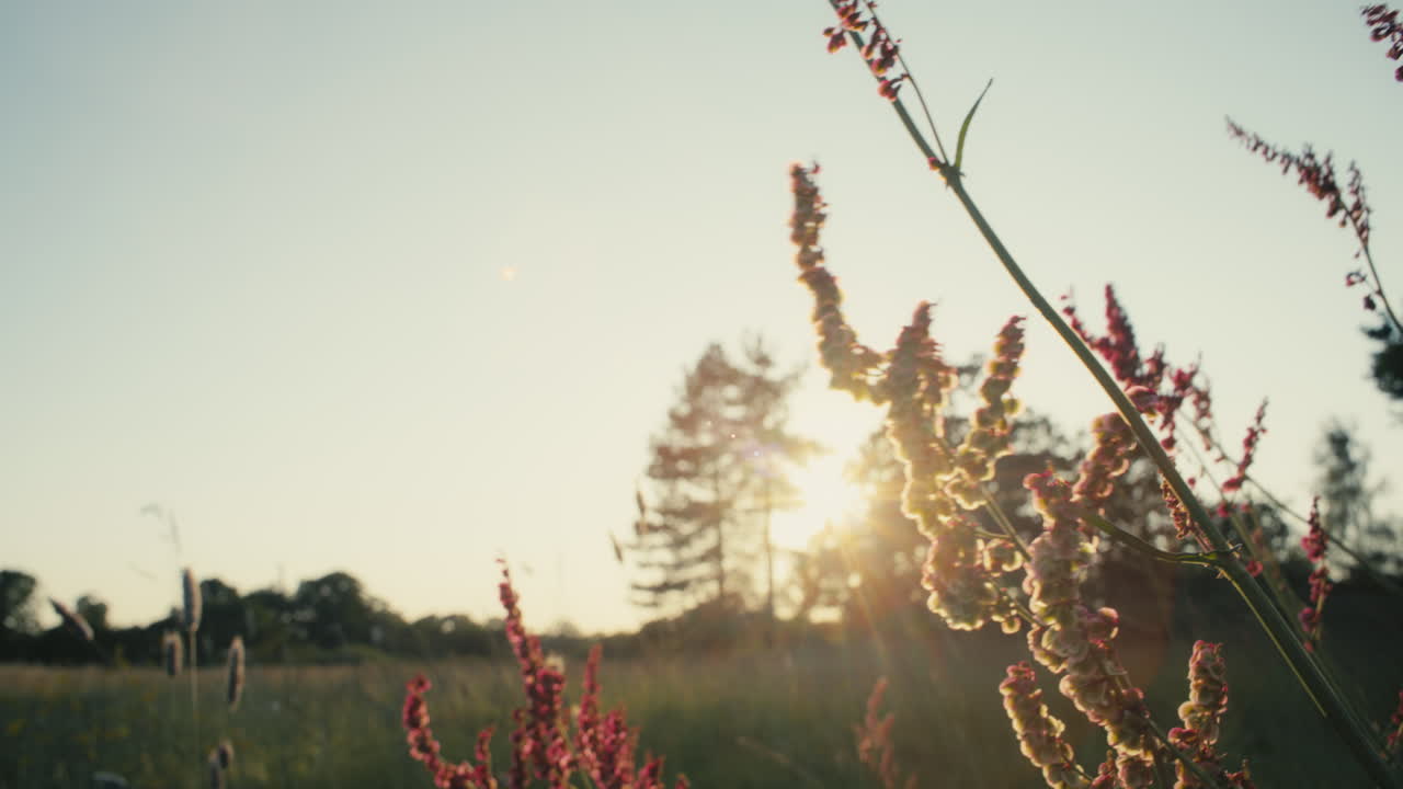 여름에 파른햄 파크