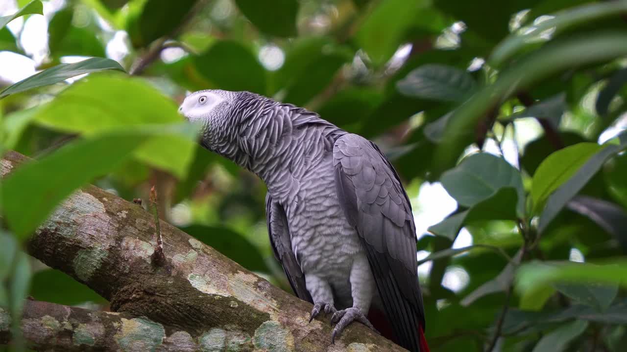 el loro gris africano del congo se encuentra en una rama de un árbol, chirriando y emitiendo sus llamadas distintivas en medio del bosque, toma de cerca