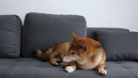 shiba inu dog lying on sofa