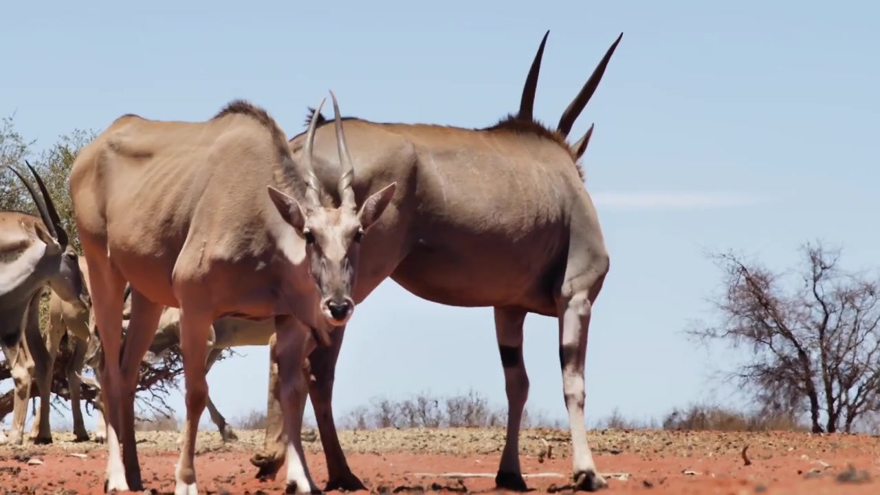 Un branco di antilopi in Namibia in un primo piano con sabbia rossa e sole.