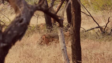 El-Lobo-Indio-(Canis-Lupus-Pallipes)-Es-Una-Subespecie-De-Lobo-Gris-Que-Se-Extiende-Desde-El-Suroeste-De-Asia-Hasta-El-Subcontinente-Indio.-Tiene-Un-Tamaño-Intermedio-Entre-El-Lobo-Tibetano-Y-El-árabe.