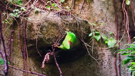 Gelbkehl-Hängepapagei,-Der-Auf-Zweigen-Von-Kletterpflanzen-Klettert---Tracking