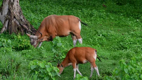 el banteng o tembadau, es un ganado salvaje que se encuentra en el sudeste asiático y se extinguió en algunos países