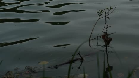 Plant-emerging-from-the-lake