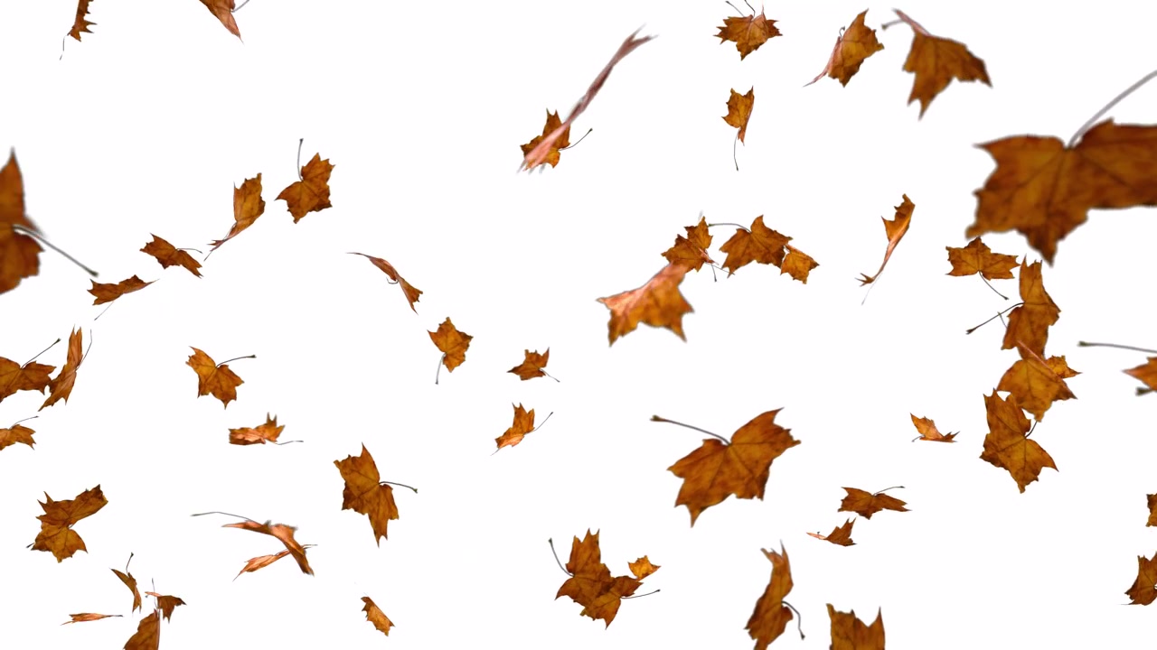 Golden Brown Autumn Leaves Falling Slowly on White Background