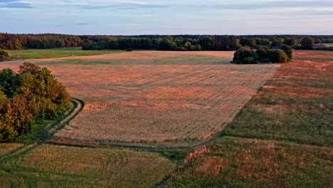 descent onto a golden-red lit wheatfield during the sunset