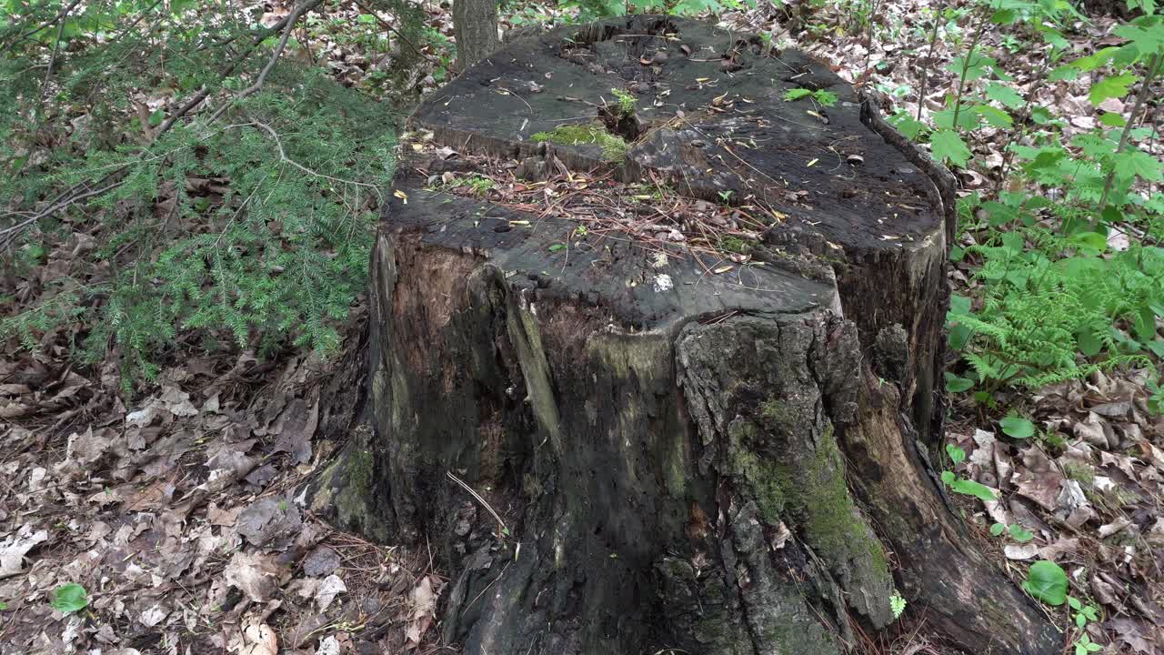 A cut tree trunk in close-up view with a bit of vegetation around it. On the ground, a few dead leaves from the previous season can be seen