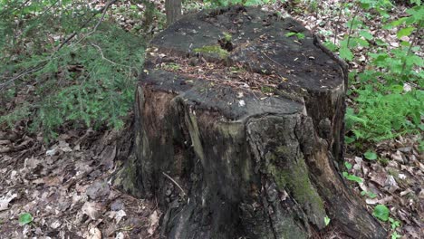 a cut tree trunk in close-up view with a bit of vegetation around it. on the ground, a few dead leaves from the previous season can be seen