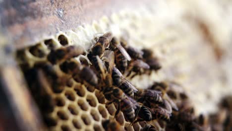 Primer-Plano-Del-Marco-De-Abeja-Cubierto-De-Abejas.