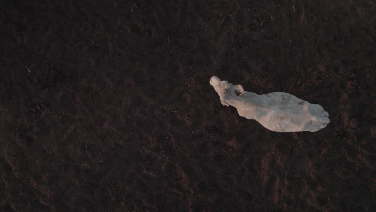 Top down view on White Nelore cow on a dark basalt soil in the Golan Heights, Israel - special angle with the soil background
