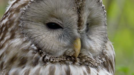 Macro-portrait-of-wild-Grey-Owl-Face-with-black-eyes-and-yellow-beak-resting-in-nature