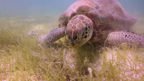 tortuga cabeza de león bajo el agua