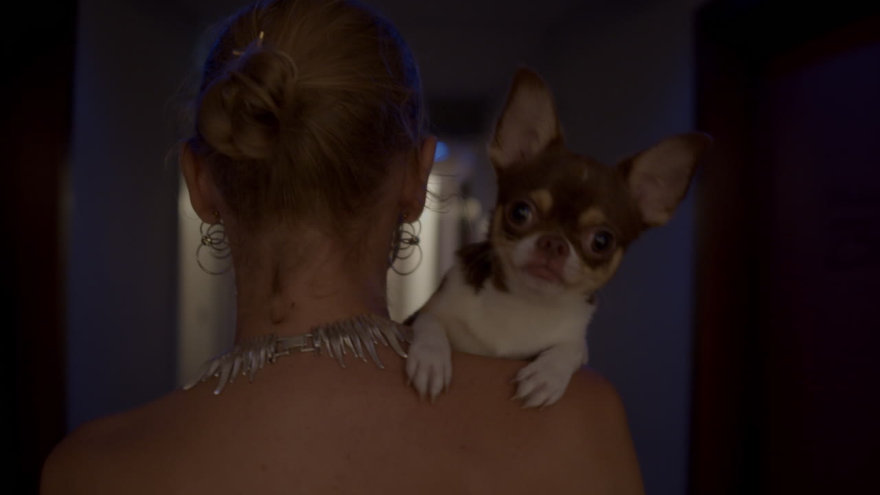 호텔 복도 에서 어깨 에 치후아와 를 들고 있는 여자