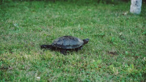 tortuga moviéndose en la hierba verde fresca