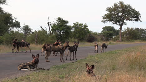 Gimbal-shot-of-pack-of-wild-dogs-standing-on-road