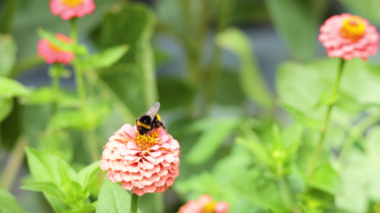 벌 이 정원 에 있는 지니아 꽃 을 꽃가루 로 꽃 가루 를 뿌리고 있다