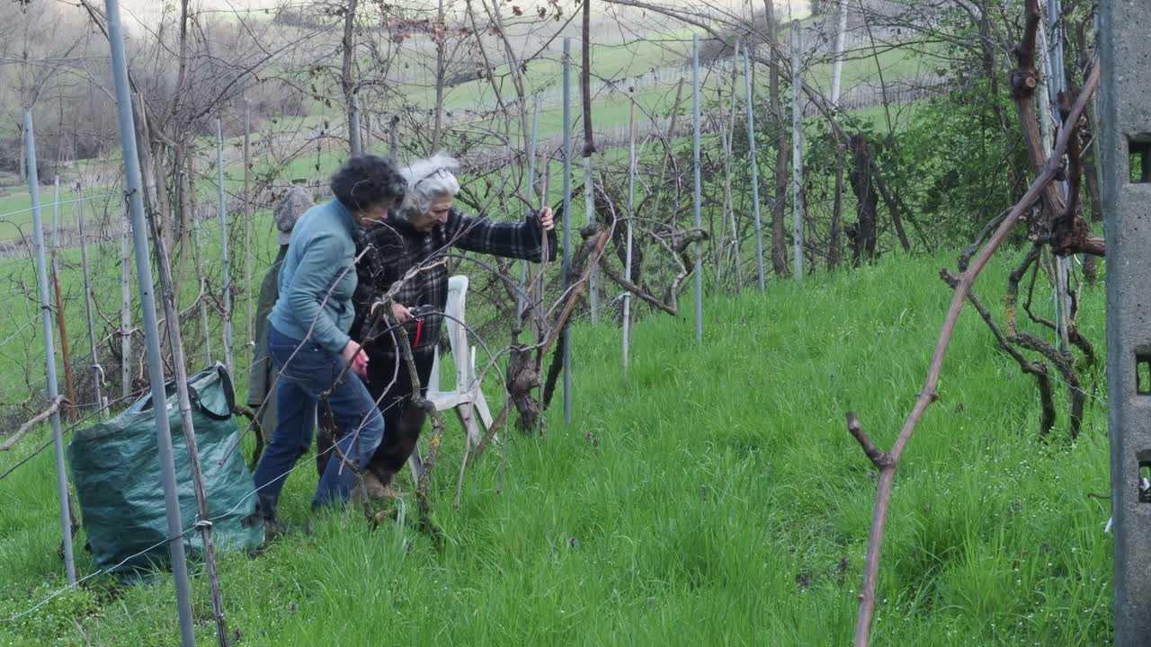 Two resilient women farmers prune grapevines uphill in a lush organic vineyard near Castell’Arquato, trimming branches during late winter with care and strength, captured in slow motion