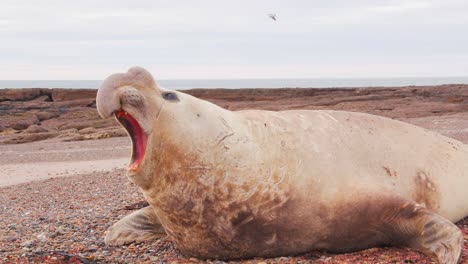 Der-Neue-Junge-Strandmeister-Seeelefant-Ruft-Mit-Seiner-Verlängerten-Nase,-Die-Wie-Ein-Rüssel-Aussieht,-Und-Döst-Ein