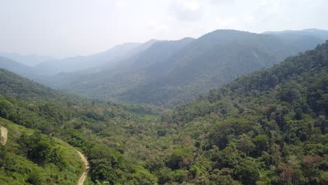 plantación de café en la selva montañosa boliviana