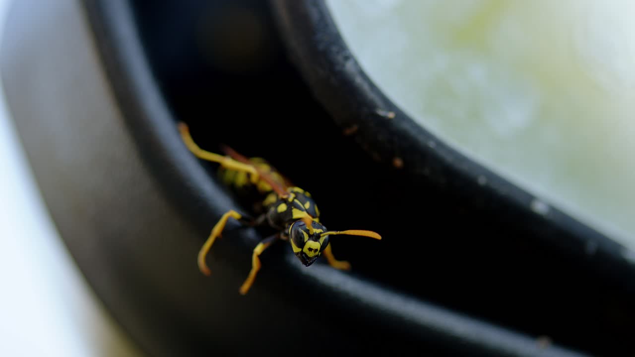 Macro close-up of a wasp showing sharp detail of its body and stinger, poised in a defensive and aggressive stance