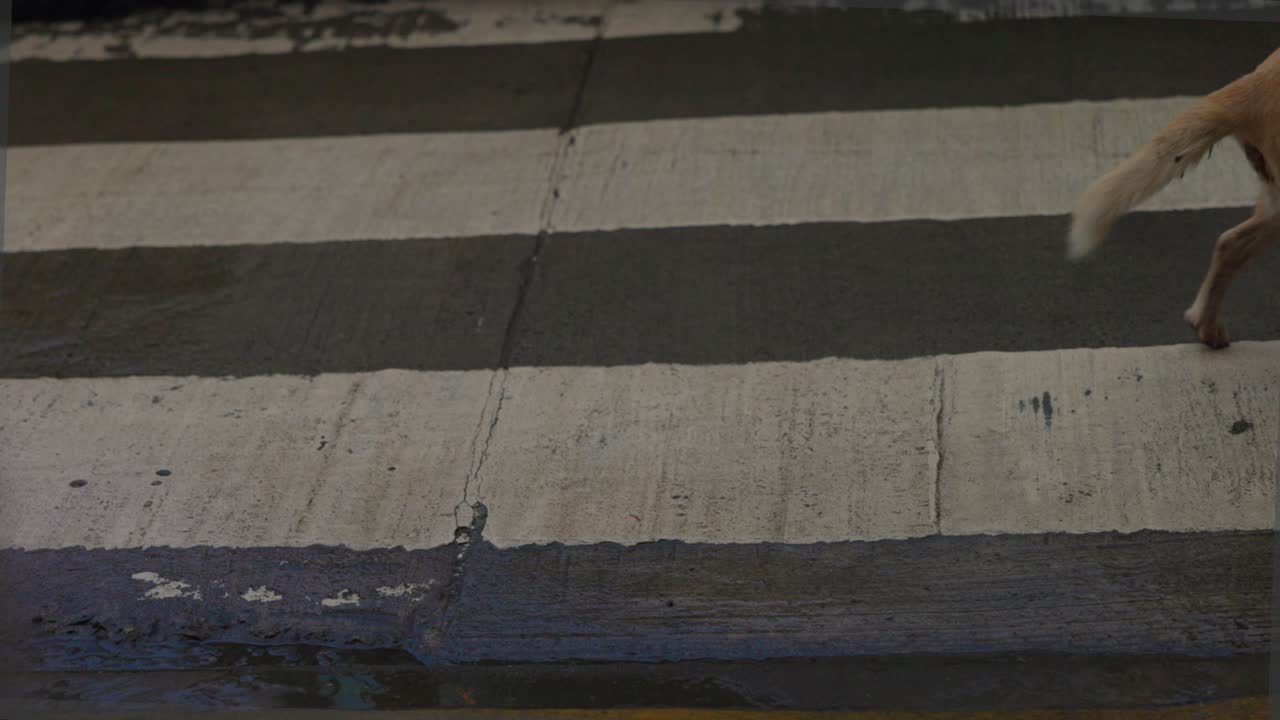 Cute dog across street in Chilo&eacute; Castro, Chile