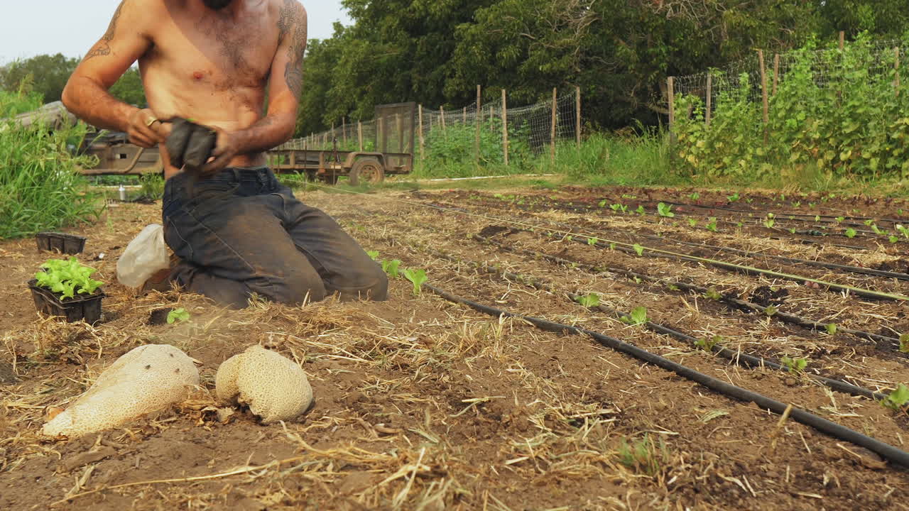 맨손으로 땅을 준비하고 유기농 베이비 상추를 심는 모자를 쓴 셔츠 없는 농부의 슬라이딩 샷