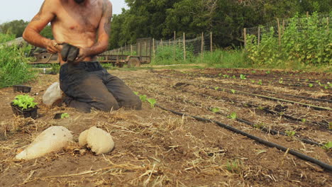 toma deslizante de un granjero sin camisa con un sombrero preparando la tierra con sus propias manos y plantando lechugas orgánicas para bebés
