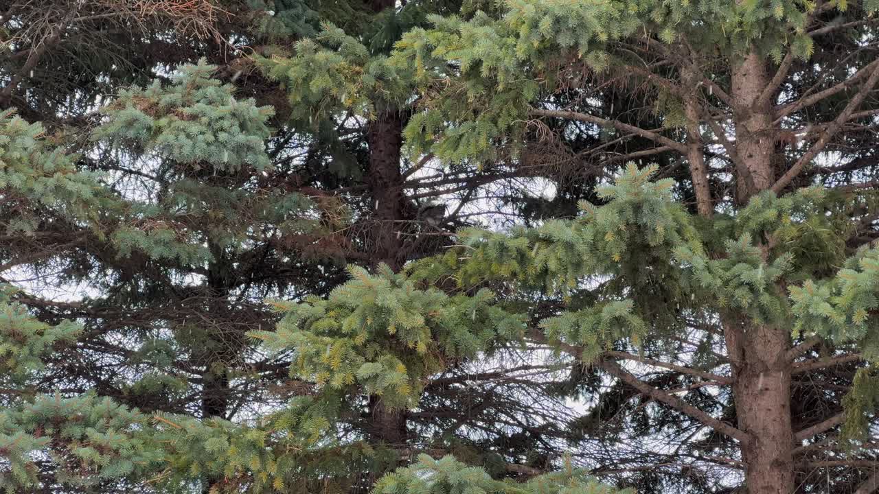 Lonely squirrel hiding from snow on a branch covered by pine trees