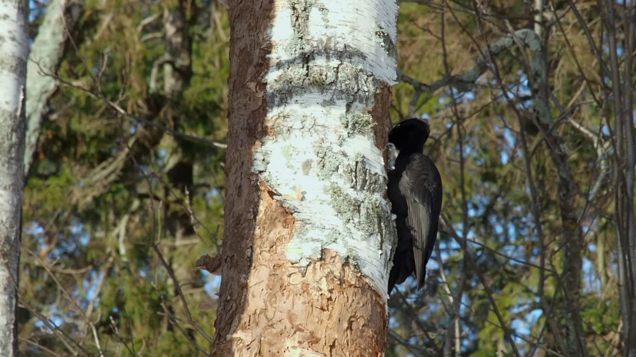 el pájaro carpintero negro busca una comida de larva en la corteza de un abedul maduro
