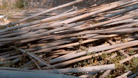 los tallos secos de bambú son arrojados sin cuidado cerca de una casa en construcción, india