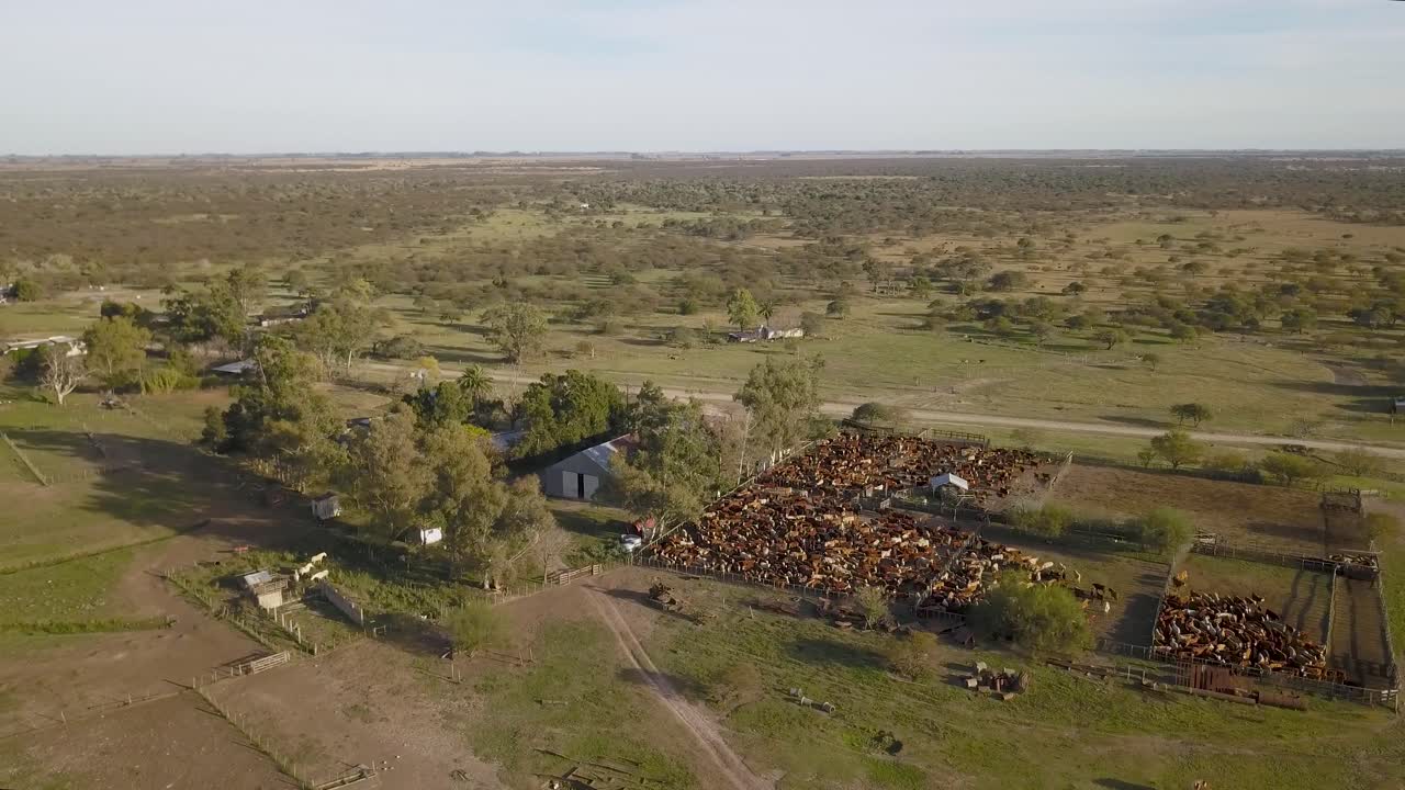 fotografía aérea de una granja rural con un gran rebaño de ganado, extensos campos bajo un cielo despejado, temprano en la mañana