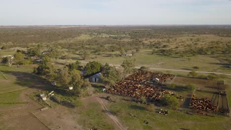 Aerial-shot-of-a-rural-farm-with-large-cattle-herd,-expansive-fields-under-a-clear-sky,-early-morning