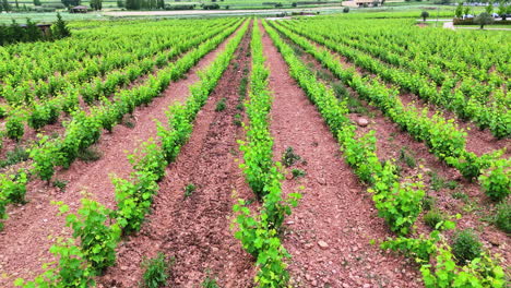 low tracking shot flying slowly over green vineyard rows in la rioja, spain. lush grapevines and textured soil. concept of wine, viticulture, spanish countryside