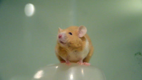 ratón mascota en un tanque