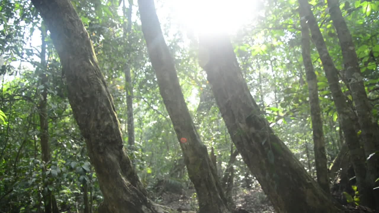 tiro deslizante se mueve a través del suelo de la selva tropical, árboles de bengala solar, cámara lenta