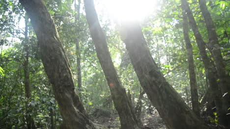 Slider-Shot-Moves-Through-Rainforest-Jungle-Floor,-Sun-Flare-Trees,-Slow-Motion