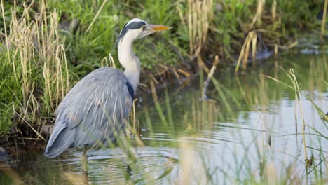 grey heron bird wading in shallow water in grassy muddy wetland