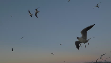 Lazy-floating-seagulls