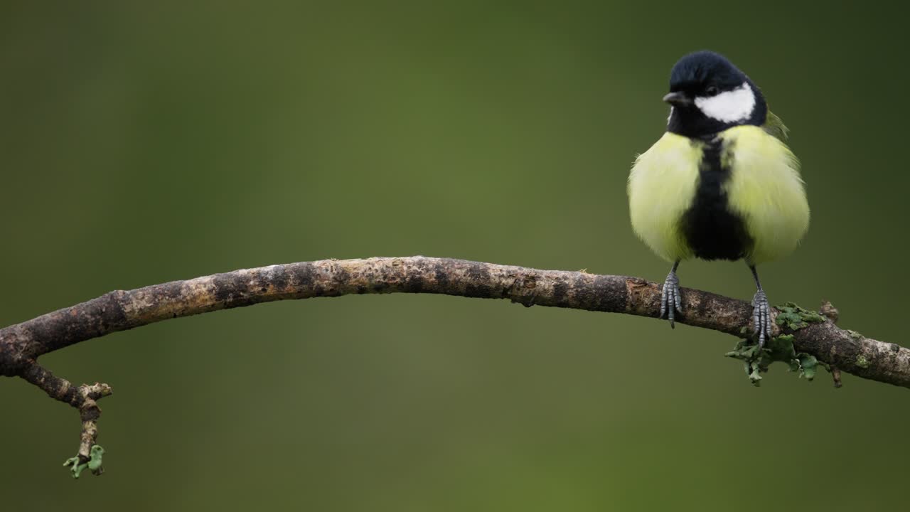 Cinciallegra territoriale (Parus major) che scaccia un'altra appollaiata su un ramo, teleobiettivo