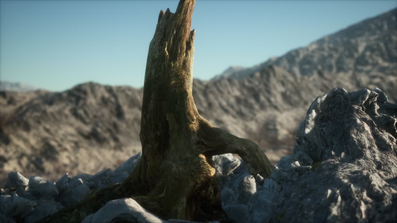 일몰 때 그라나이트 바위 에 있는 죽은 소나무