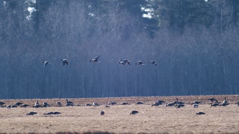 A-large-flock-of-white-fronted-geese-albifrons-on-winter-wheat-field-during-spring-migration