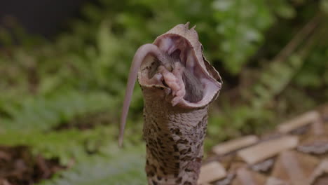 gaboon viper eating his prey medium shot on forest background