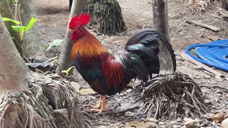 gallo en un jardín
