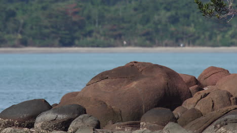 Heatwaves-over-rocks-in-rainforest-bech--scenery