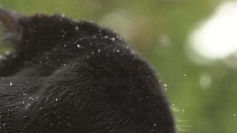 portrait of black and white cat under snowfall