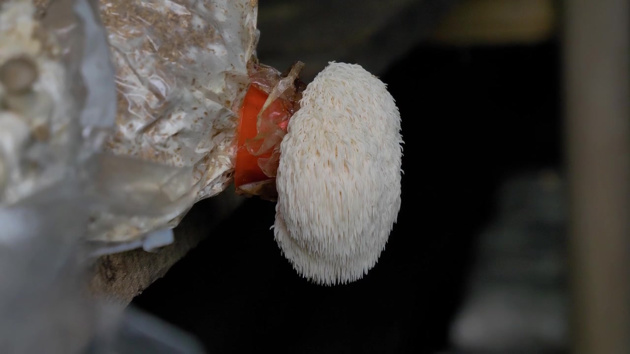 Toma descendente en primer plano de hongos melena de león creciendo en interiores en una granja de cultivo medicinal