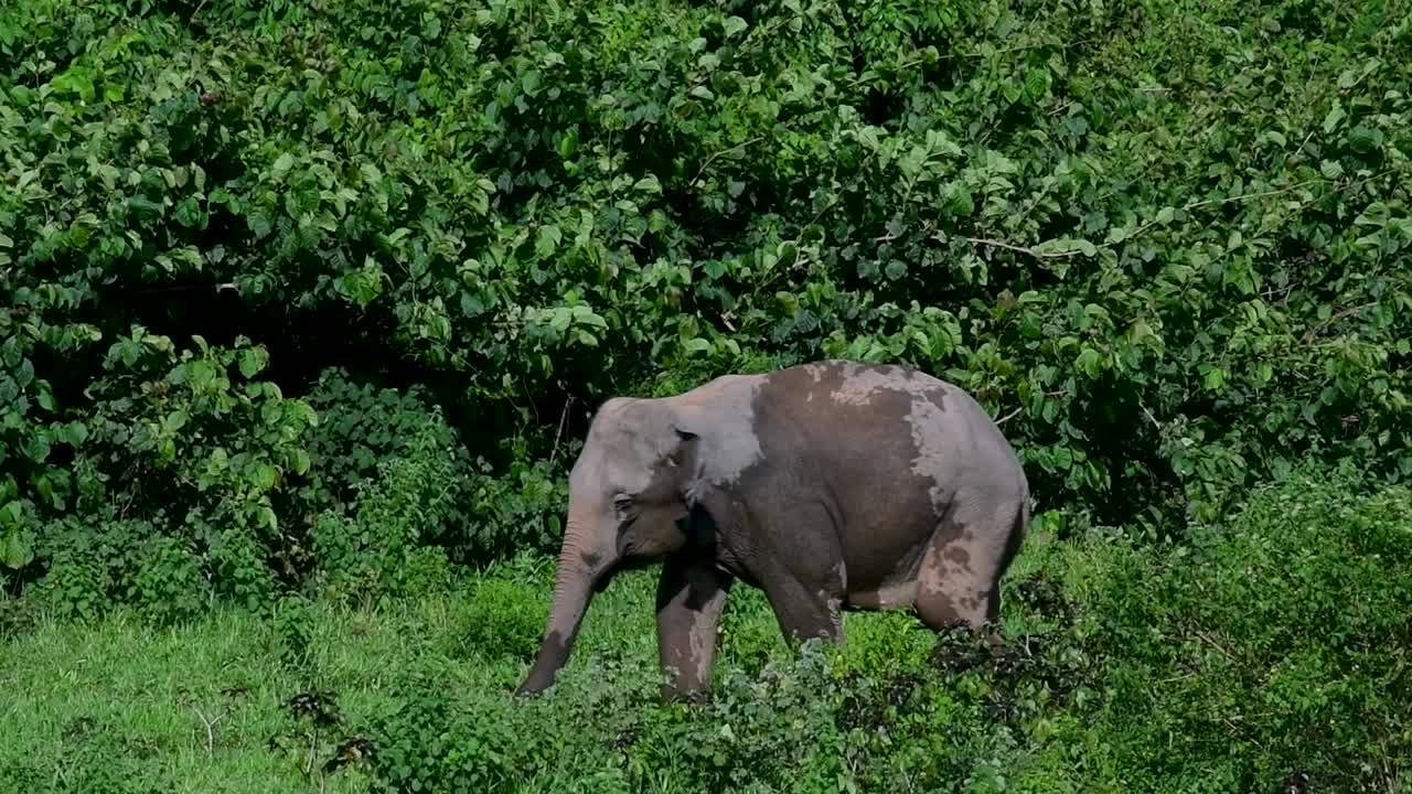 The Asiatic Elephants are endangered species and they are also residents of Thailand